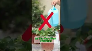 Strawberry Flowering Season: Must-Know Watering Tips! 🍓💧
