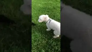 Poodle parents