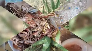 Tharollo ya Toro ka Ntate Ncwadi