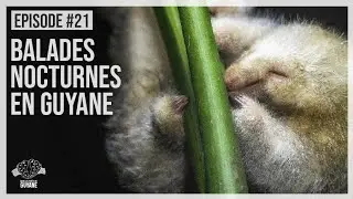 EP#21 - BALADES NOCTURNES EN GUYANE