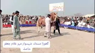 Ghora Dance || Ghora mastana || Sawar Mhr Jafar Ali Haslah || Haslah Horse Dance