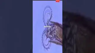 Unusual Razor-Toothed Creature #shorts #amazingnature #crazyfacts