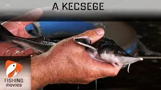A Kecsege