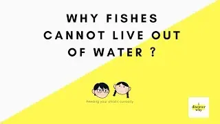 Why Fishes Cannot Live Out of Water I How Fish Breathes I Educational Videos for Kids I Science