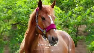 Horse Equipment Equestrian Headcollars / Custom Horse Riding Halter
