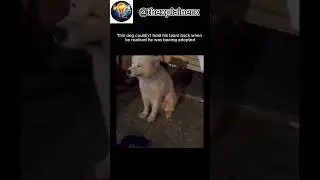 This dog couldn't hold his tears back when he realised he was beeing adopted