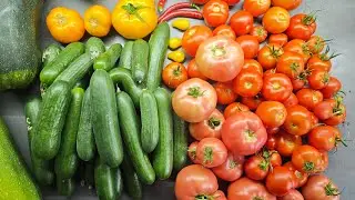 Szklarnia odmiany Og&oacute;rek Pomidor Papryka atak przędziorka mączlika i mszyc #garden
