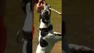 Собаки смешные 3 #shorts Pets Приколы с собаками Fun with dogs 狗 कुत्ता 犬 개 개 كلب Hund perro chien