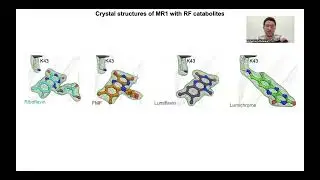 The antigen presenting molecule MR1 binds host-generated riboflavin catabolites