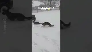 Wenn Tiere sprechen k&ouml;nnten #lol #funny #cat #dog  #animals #tiere