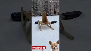 ыжий кот едет на санках, которые тащат робопылесосы 🤯 #sora2 #viral #funnyvideo