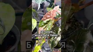 БЕГОНИЯ МУКУЛАТА ПИНК ИЗ ТАИЛАНДА💕 #адаптация #бегония #растения #цветы #мукулата #plants #flowers