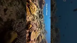 #ProShotAdventure photo & video contest! Win $1000+ of FREE Underwater Photography Gear!