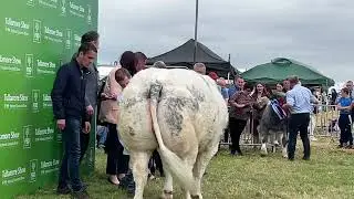 Overall Belgian Blue Champion - Tullamore 2024