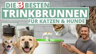 Trinkbrunnen für Katzen & Hunde - Das sind die 3 Besten