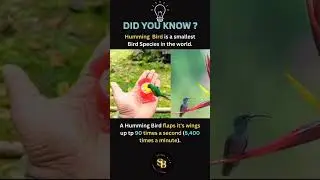 Amazing facts about Hummingbird 🐦💖🔥.#hummingbird #facts
