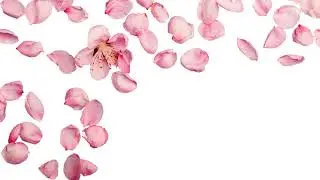 Flower PedalsHD Wall Art for TV - Quiet Galley - Art Screensaver TV - 2 Hours Digital Home Wallpaper