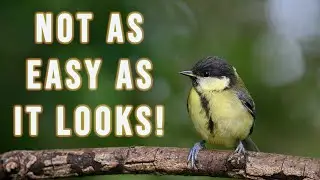 From set up to shoot: Garden bird photography with the Nikon Z8