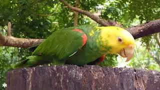 Meditation for inner tranquility in Central Park New York and exercises for seniors - 2025