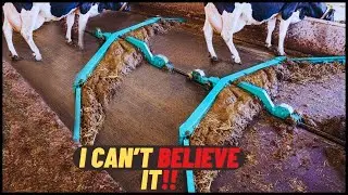Modern Automatic Cow Farming, Milking Machines And Cleaning Technology