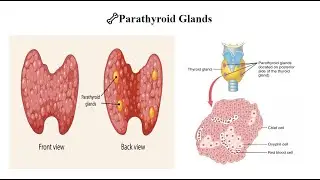 PARATHYROID GLAND AND HORMONE (ENDOCRINE SYSTEM ANATOMY & PHYSIOLOGY) SYLVESTER