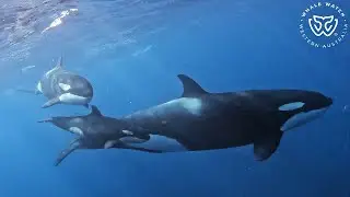Orca Family Pod Structure