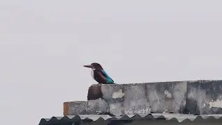 Birding Wildlife shoot from Vivo x300 pro