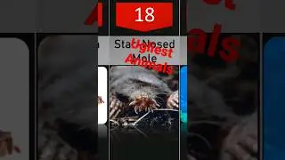 The Ugliest Animals p2 #shorts