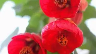 ODE TO SIMPLICITY / PIANO