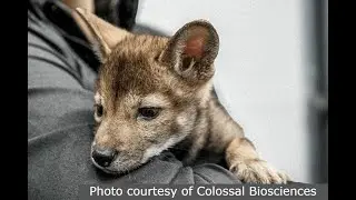 What is the American red wolf?