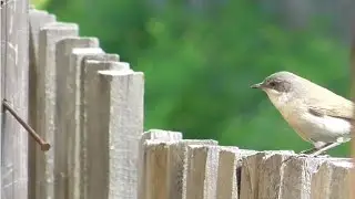 Серая мухоловка [Muscicapa striata] Лето, июнь.