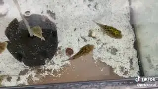 Figure 8 Pufferfish (Tetraodon biocellatus)
