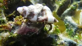 Hairy Hermit Crab
