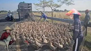 Close-up of moving 7,500 ducks onto a truck to a new farm field