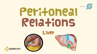Liver | Peritoneal Relations | Human Abdominal Organs | Medical Student Anatomy Education