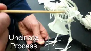 Bird Skeleton