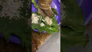 Лист подорожника зашел на ура #snaillife #snail #улитка #snaillovers #snailglasha
