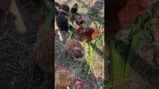 Chickens eat the corn leaves