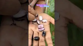 Thai Seedless Black Jamun Farming/ Thai Fruit Plant Nursery #farming #fruit #nursery
