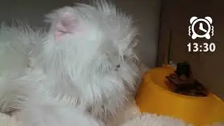 Petcrate pro