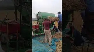 Wheat being threshed with a thresher machine. #short #vairalshort #vairalshortvideo