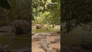 Crocodiles in the wild-Amazing facts🐊 #wildlife #azerbaijan #animals #crocodile