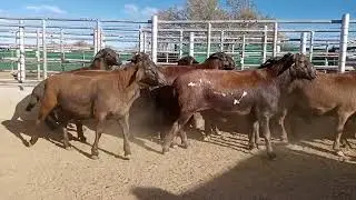 Meatmaster Sheep Stud Rams 2022 ( Tourelle STUD )