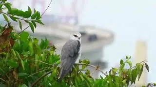 2026/01/22 黑翅鳶