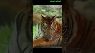 Tiger cleaning itself  | Tiger in zoo | The magnificent Tiger