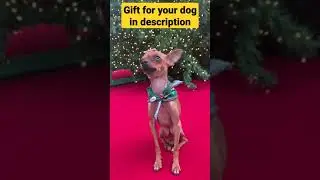 Dog Funny Video. #dog #shorts #short #doglover #dogfunnyvideo #petlover #funnydog #shortvideo #dogs