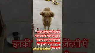 5 May 2025#dog #search #help #short #shortsviral #shortsfeed