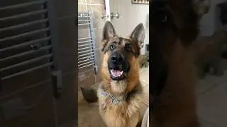Remember if you have german shepherd #germanshepherd #cutepets #puppy