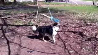 Funny dog chasing a stick