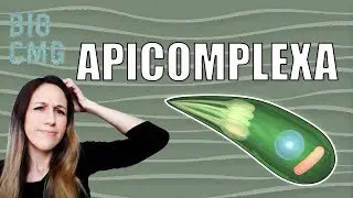 Apicomplexa - Quem s&atilde;o esses protozo&aacute;rios?